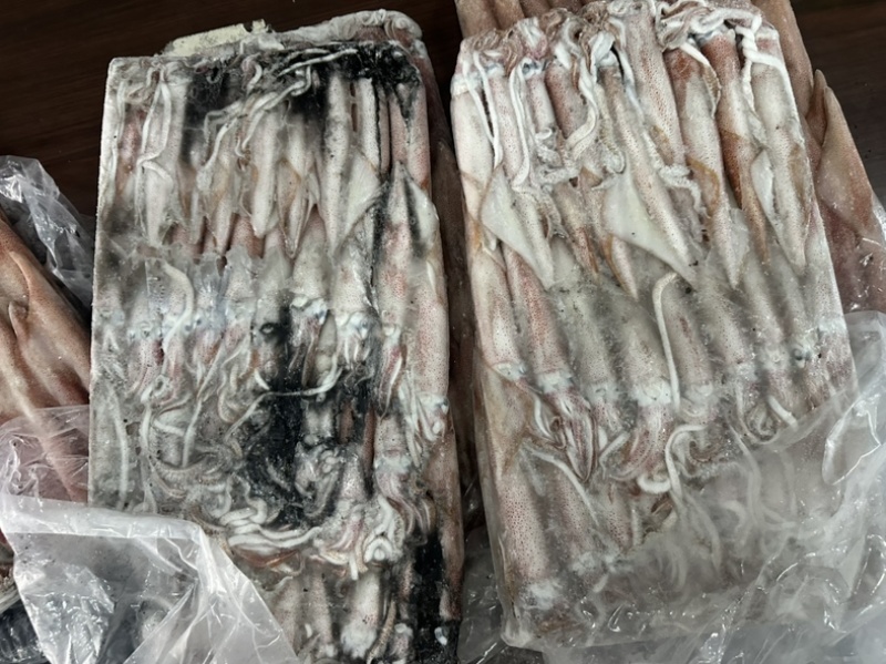 钓5钓鱿5号东山小管