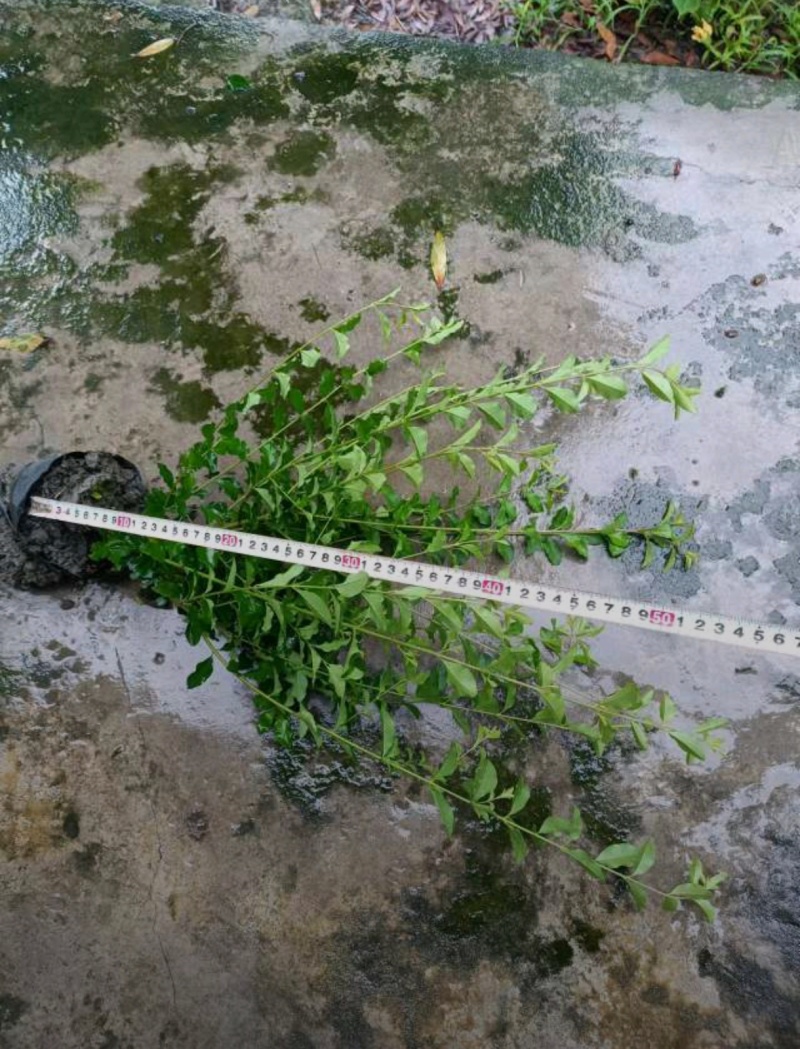 精品金禾女贞苗，基地批发，大小杯各种规格。