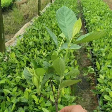 广西黄桅子苗，水桅子苗，根须好，结果快，育苗基地一手货源