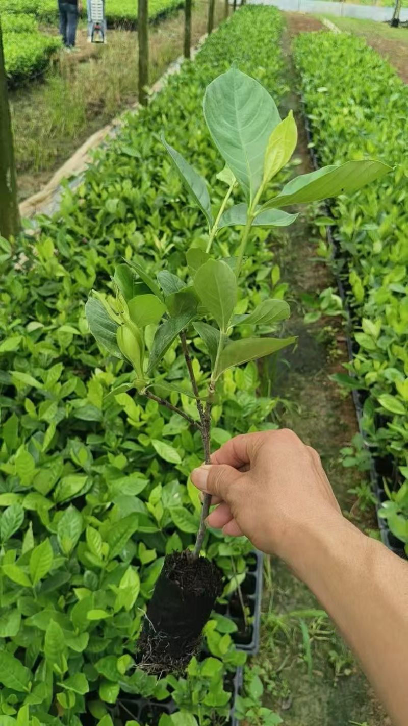 广西黄桅子苗，水桅子苗，根须好，结果快，育苗基地一手货源