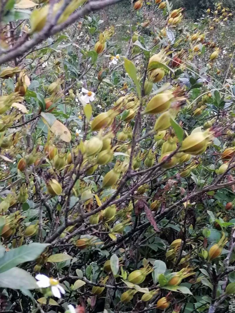 广西黄桅子苗，水桅子苗，根须好，结果快，育苗基地一手货源