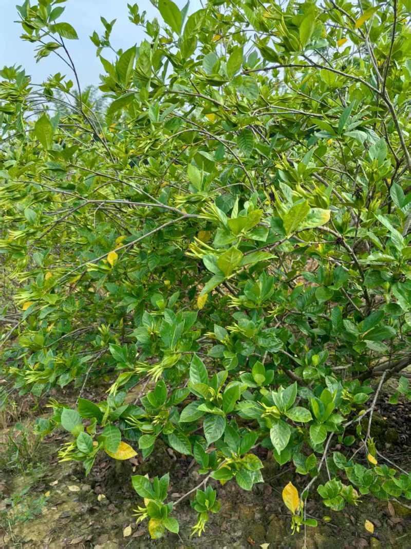 广西黄桅子苗，水桅子苗，根须好，结果快，育苗基地一手货源