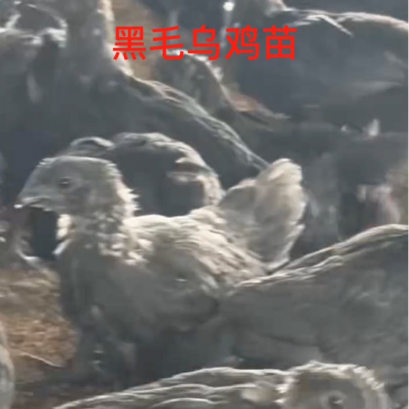 【黑毛乌鸡苗】已打好疫苗，苗成活率高协助装车