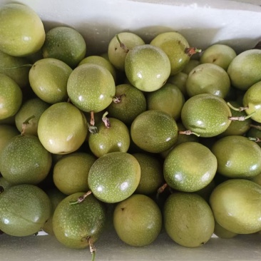 百香果