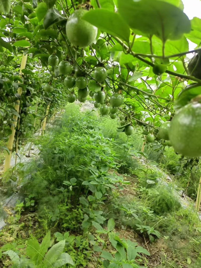 百香果