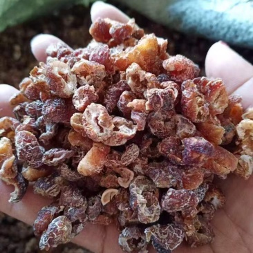 余甘子肉云南中药材无核余甘子大量有余甘肉余甘子果可打粉