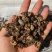 余甘子肉云南中药材无核余甘子大量有余甘肉余甘子果可打粉