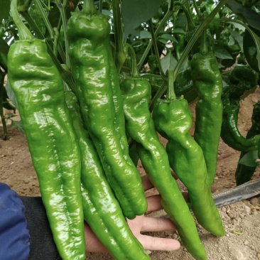 🔥【实力推荐】河南夏邑301辣椒/商超**