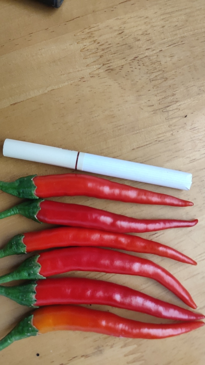 山东精品小米辣大量有现货，欢迎电话联系