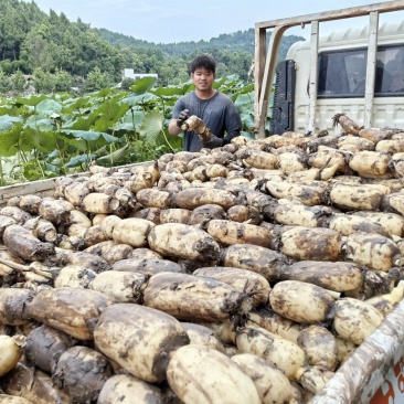莲藕大量上市，产地自产自销，欢迎大小老板联系，脆藕粉藕