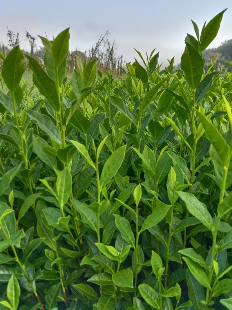 新鲜郁金香茶苗，品质保证，量大从优，价格美丽欢迎来电