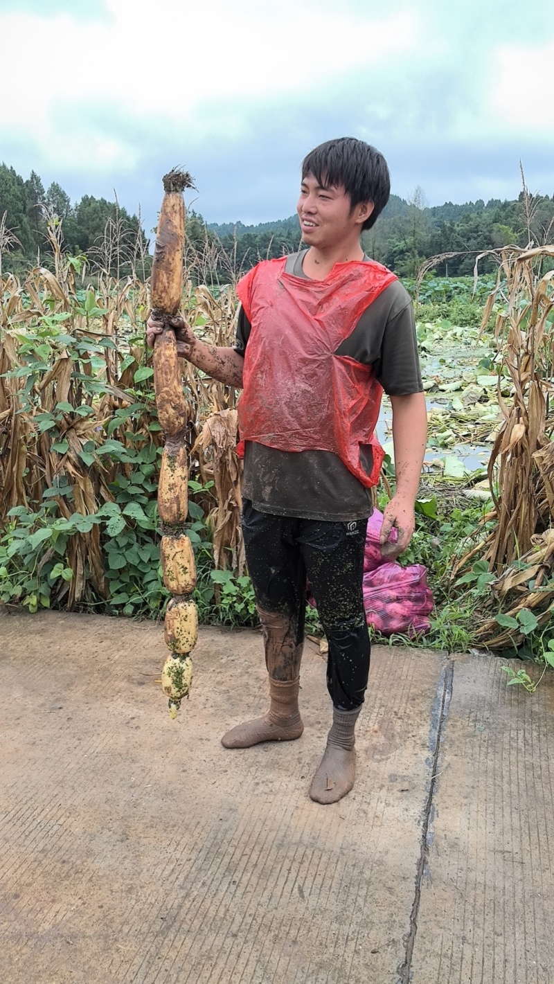 莲藕大量上市，产地自产自销，欢迎大小老板联系，脆藕粉藕