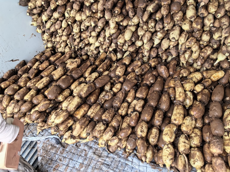 莲藕大量上市，产地自产自销，欢迎大小老板联系，脆藕粉藕