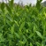 新鲜郁金香茶苗，品质保证，量大从优，价格美丽欢迎来电