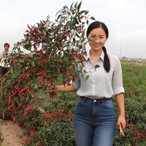 映山红单生朝天椒高产干鲜两用辣椒种子正品包邮