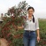 映山红单生朝天椒高产干鲜两用辣椒种子正品包邮