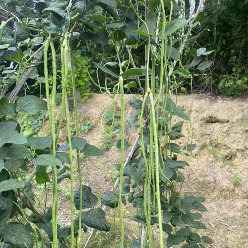 广西新鲜长豆角豇豆