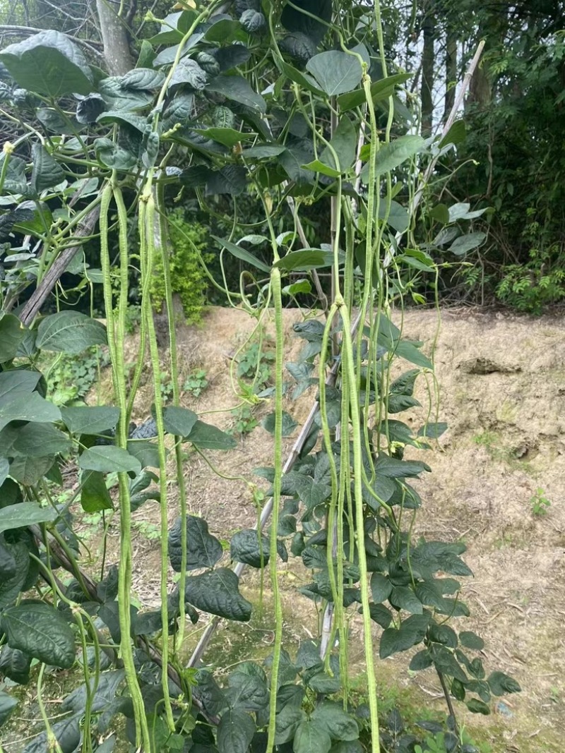 广西新鲜长豆角豇豆