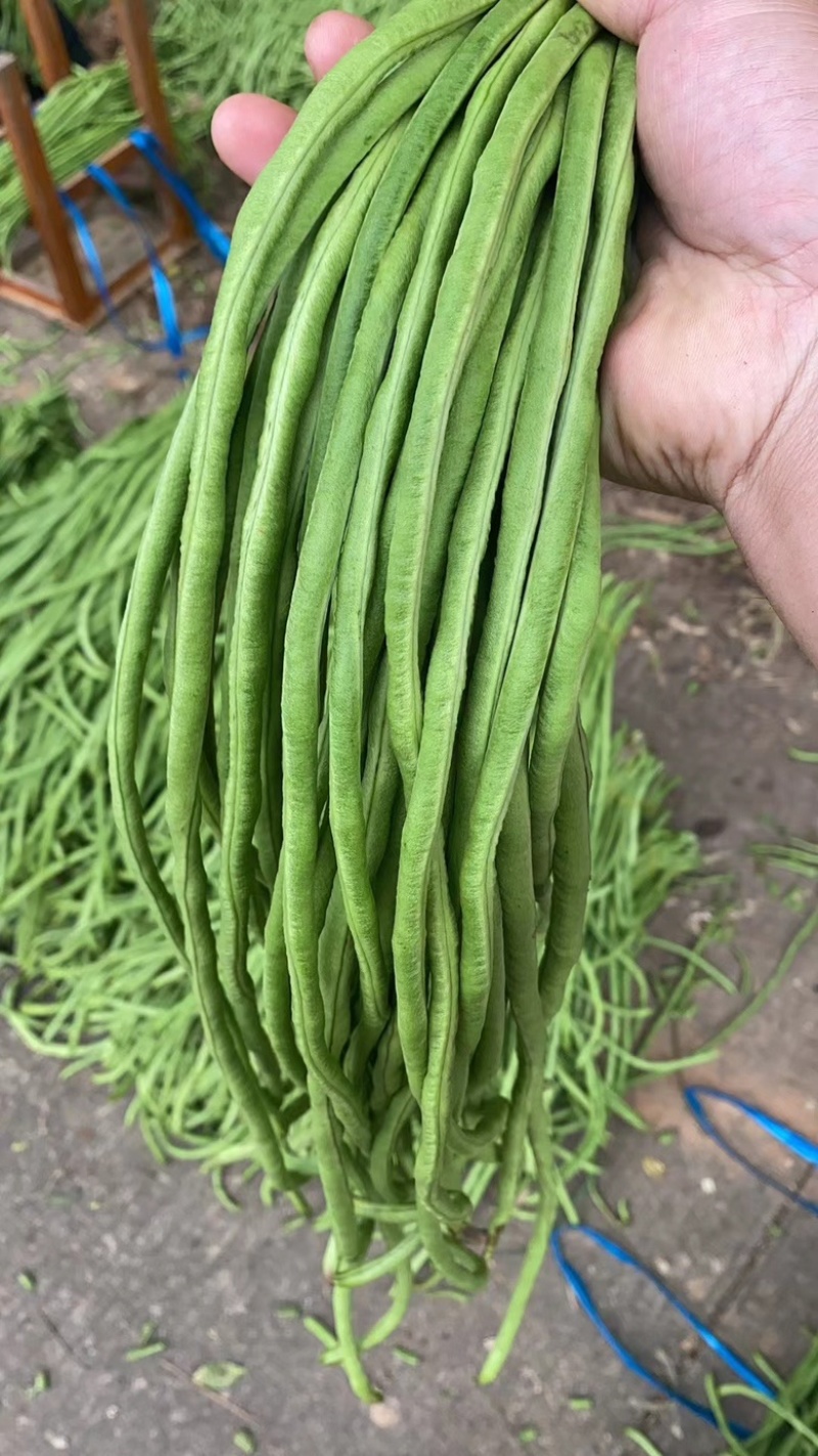 广西新鲜长豆角豇豆