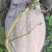 蜜本南瓜出售