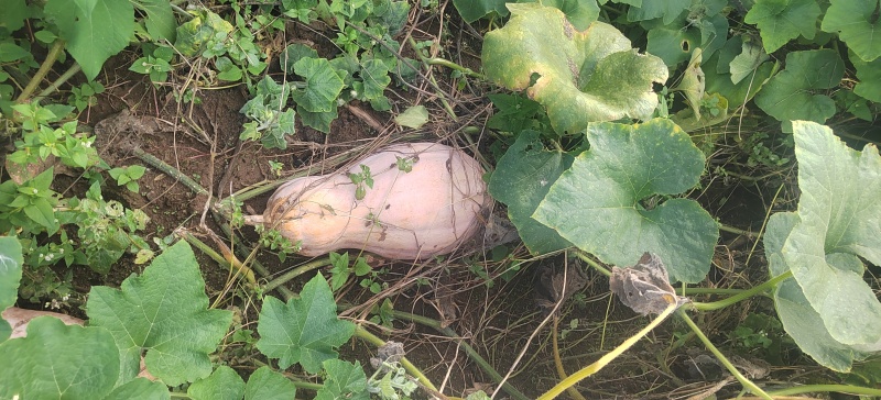 蜜本南瓜出售