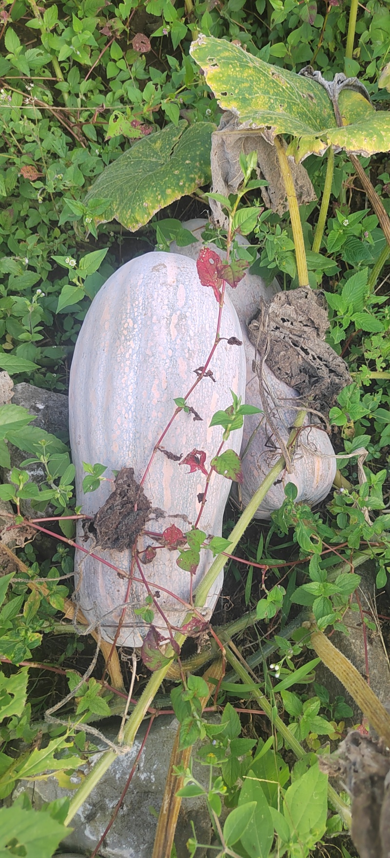 蜜本南瓜出售