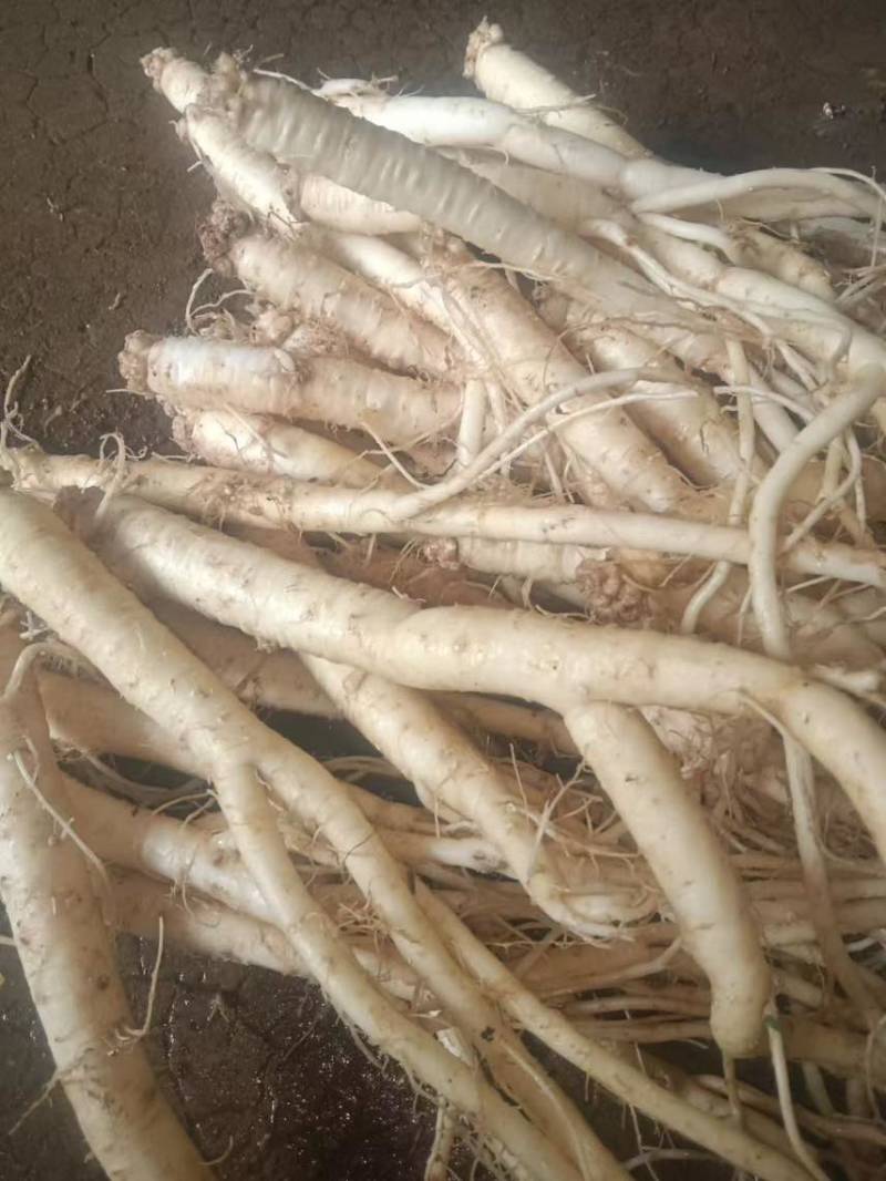 云南高品质臭参价格美丽质量好走货快欢迎询价正在热卖