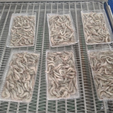 条冻虾河虾小虾100到300支