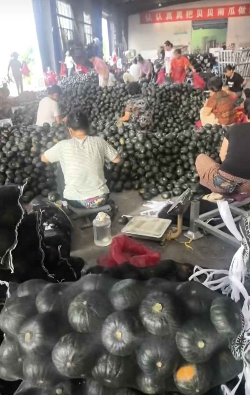 内蒙贝贝南瓜精品货电商货可一件代发