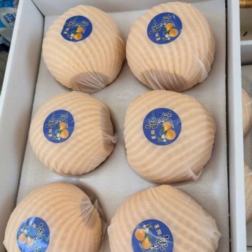 秋月梨礼盒，新华梨