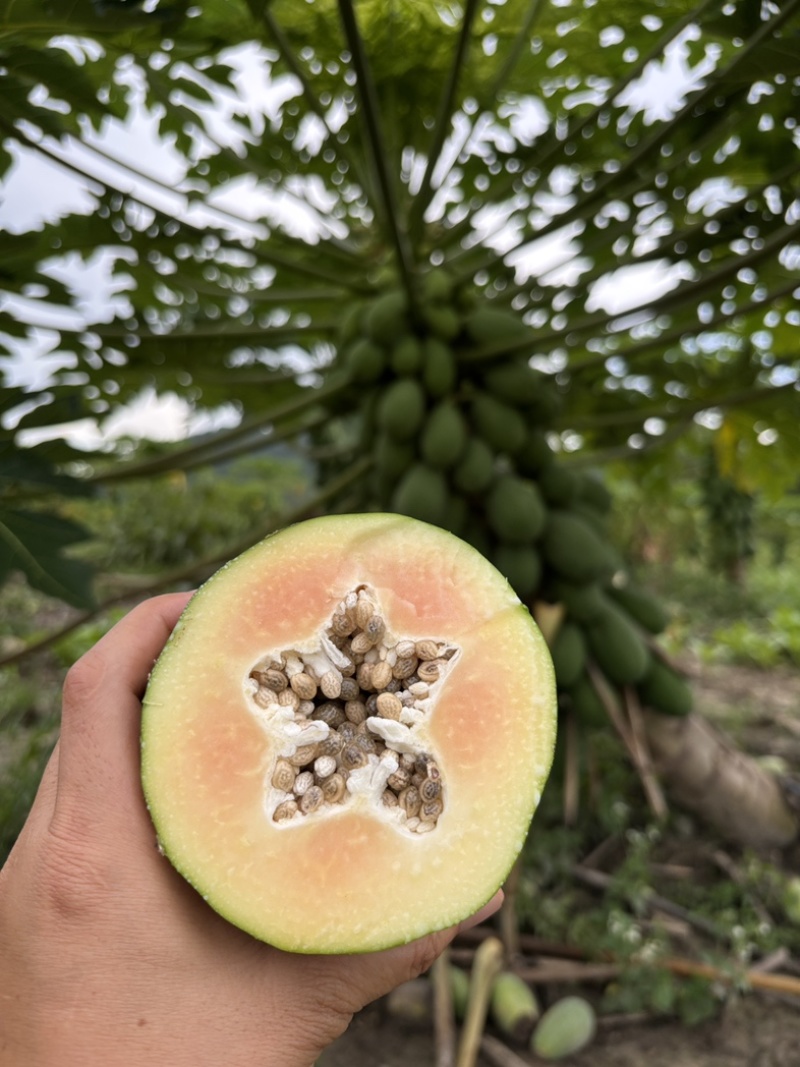 木瓜
