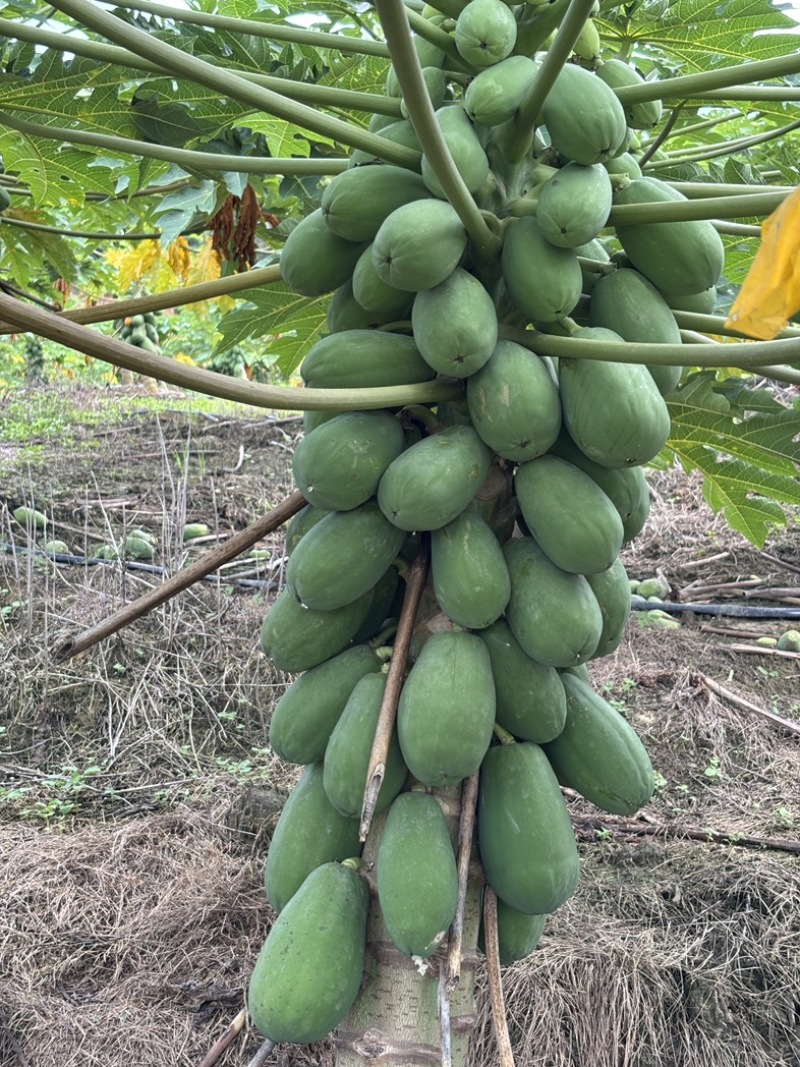 木瓜