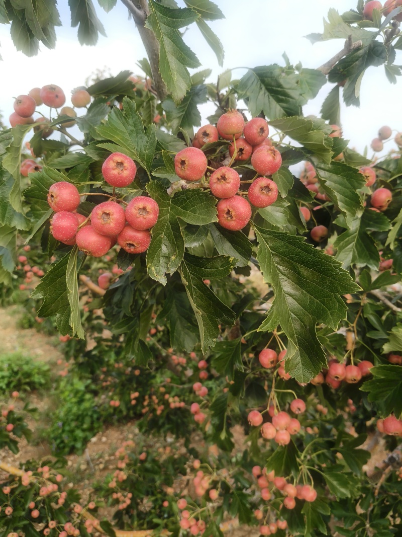 甜红子山楂大量上市***********