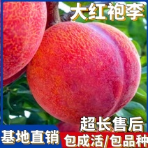 果园直发李子树苗大红袍李红布林李现挖现发包品种成活率