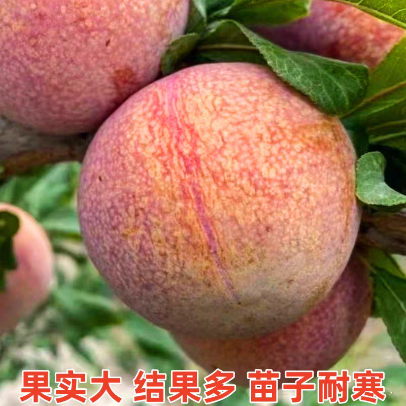 果园直发李子树苗大红袍李红布林李现挖现发包品种成活率
