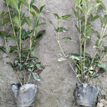 小叶栀子花杯苗，高度25-30厘米大小杯各种规格基地直销