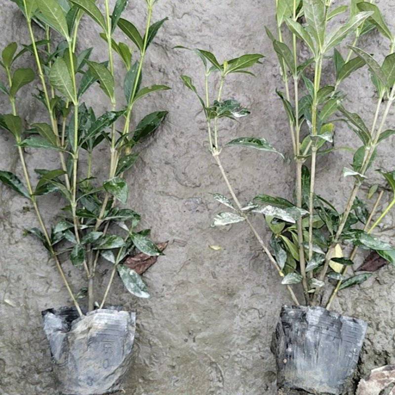 小叶栀子花杯苗，高度25-30厘米大小杯各种规格基地直销