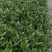 小叶栀子花杯苗，高度25-30厘米大小杯各种规格基地直销