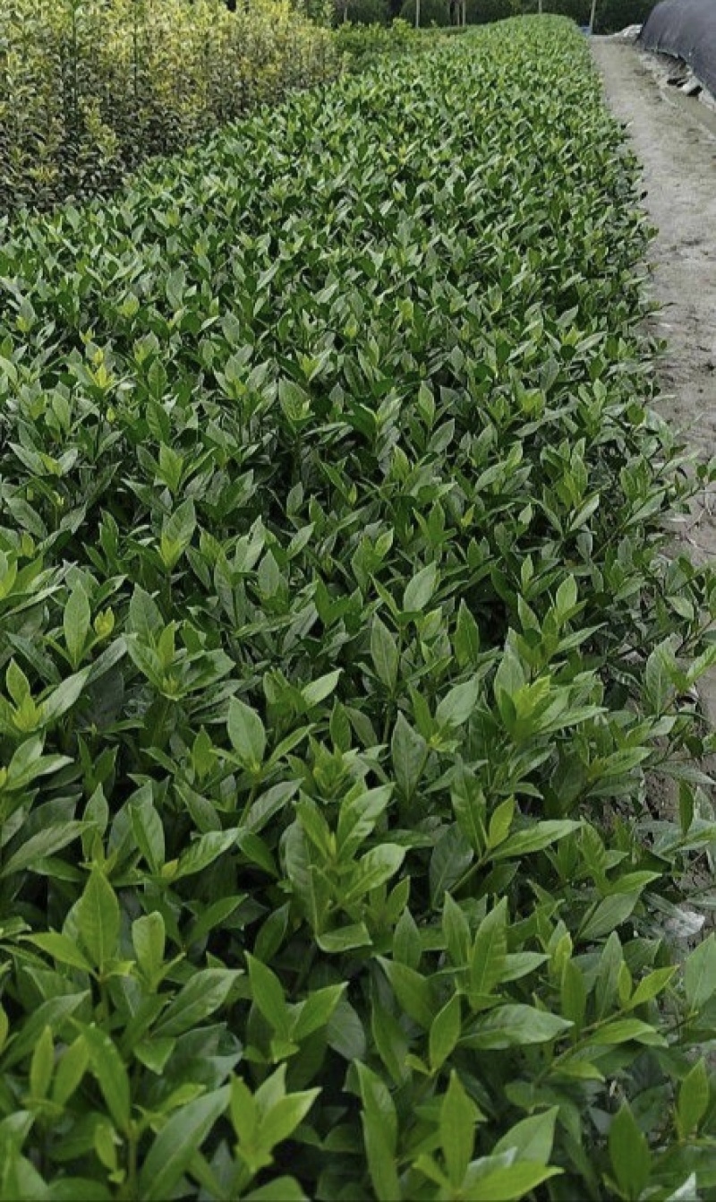 小叶栀子花杯苗，高度25-30厘米大小杯各种规格基地直销