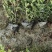 小叶栀子花杯苗，高度25-30厘米大小杯各种规格基地直销