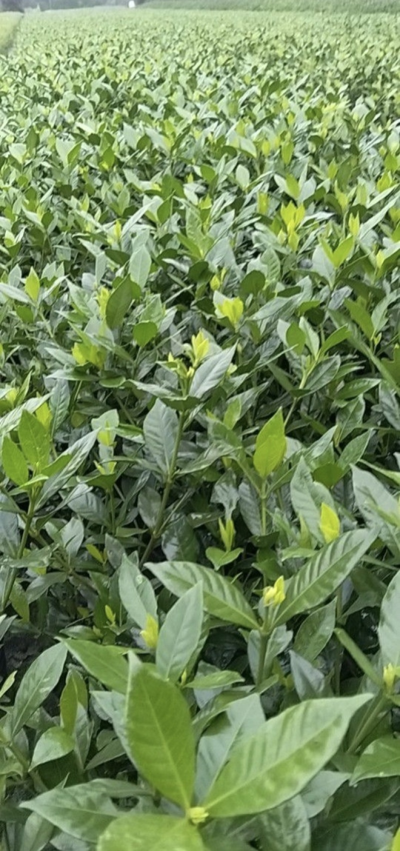 小叶栀子花杯苗，高度25-30厘米大小杯各种规格基地直销