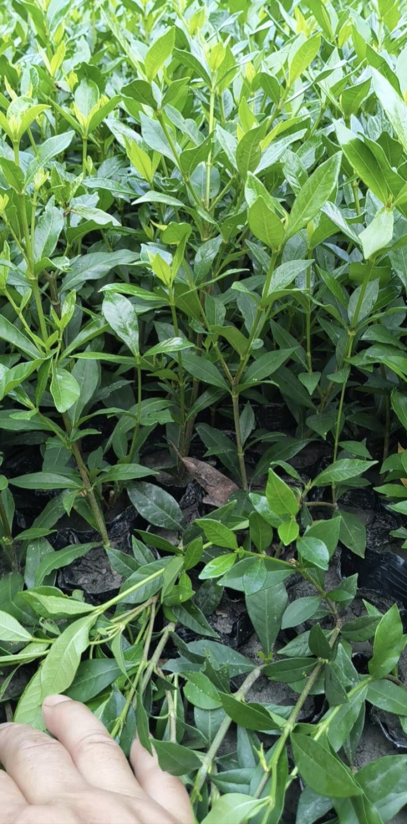 小叶栀子花杯苗，高度25-30厘米大小杯各种规格基地直销
