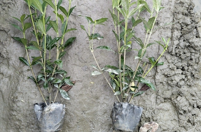 小叶栀子花杯苗，高度25-30厘米大小杯各种规格基地直销