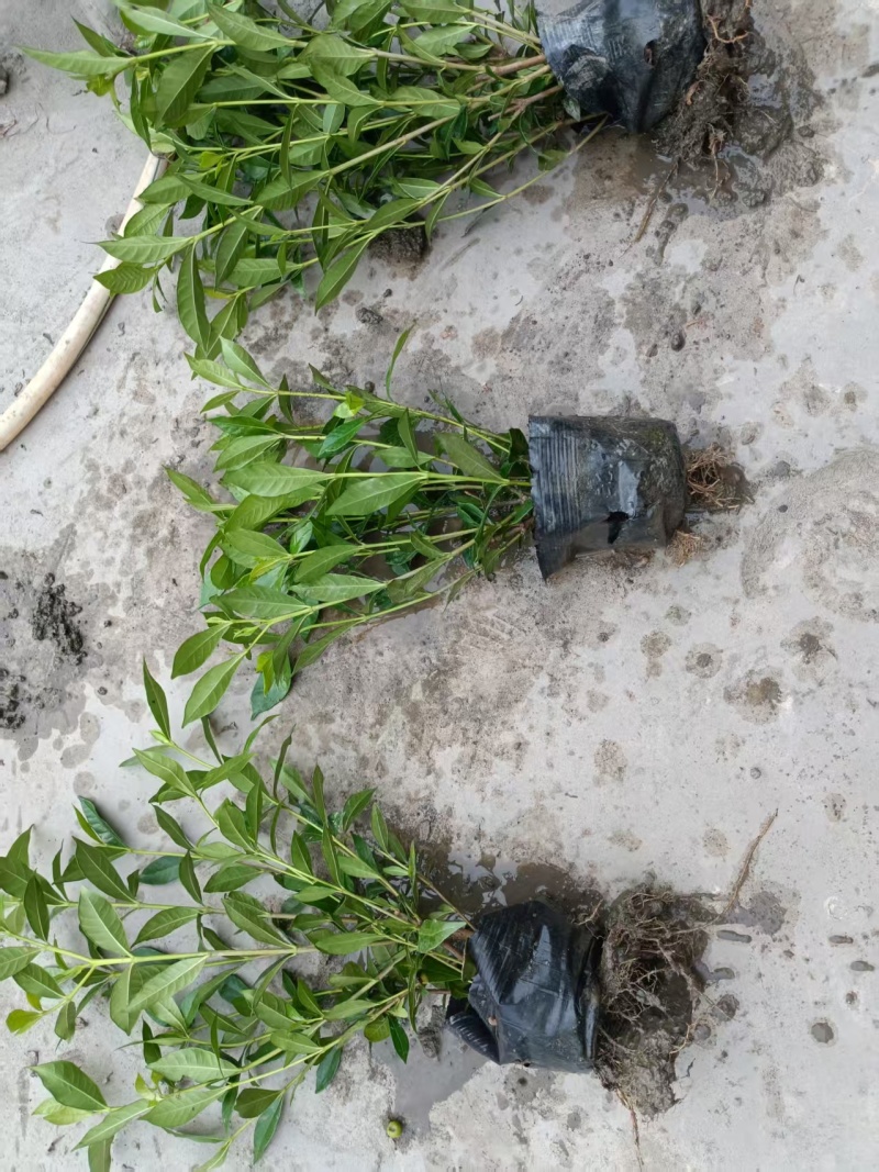 小叶栀子花杯苗，高度25-30厘米大小杯各种规格基地直销