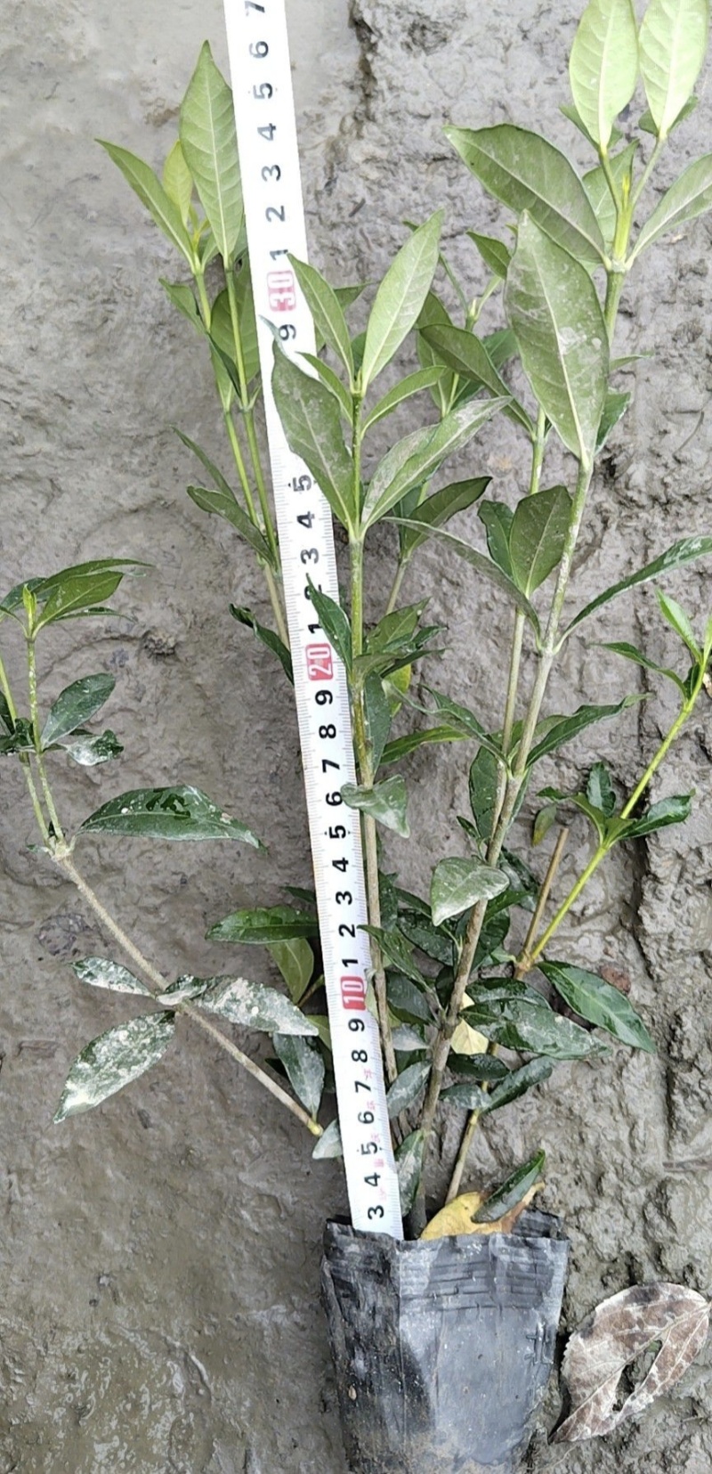 小叶栀子花杯苗，高度25-30厘米大小杯各种规格基地直销