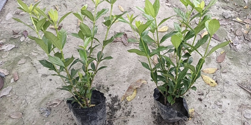 小叶栀子花杯苗，高度25-30厘米大小杯各种规格基地直销