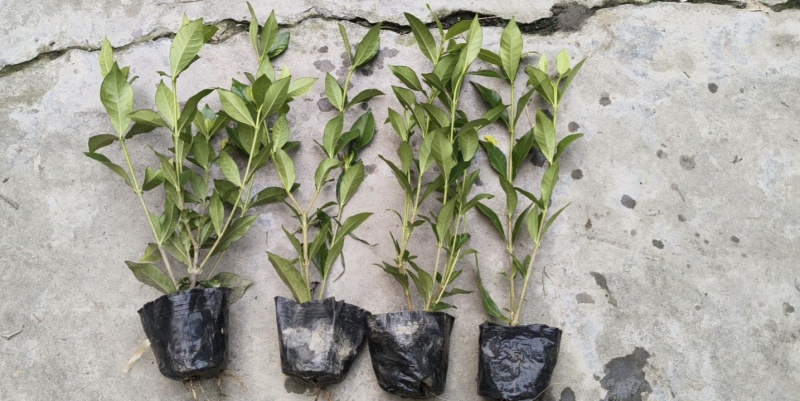 小叶栀子花杯苗，高度25-30厘米大小杯各种规格基地直销