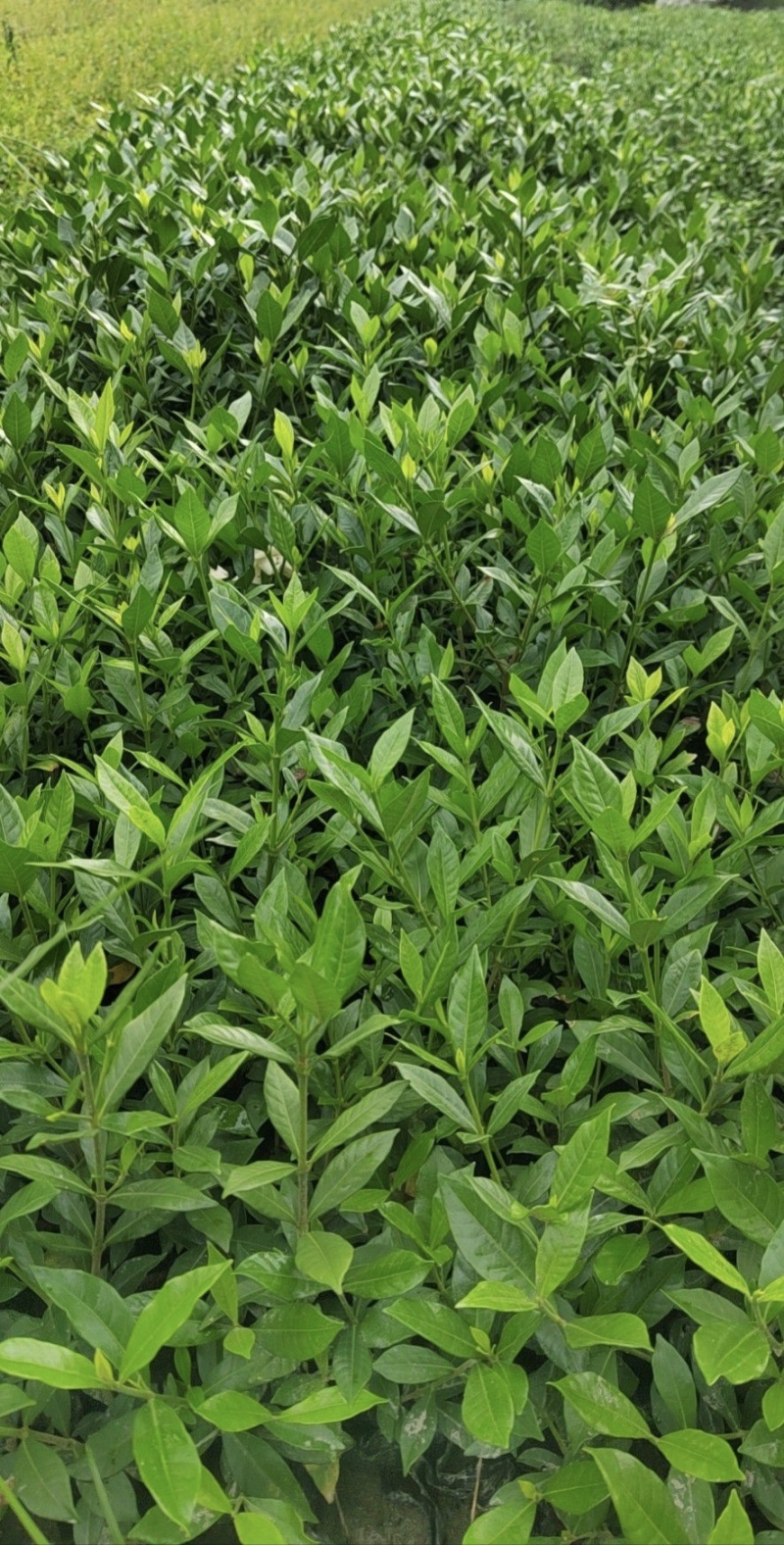 小叶栀子花杯苗，高度25-30厘米大小杯各种规格基地直销
