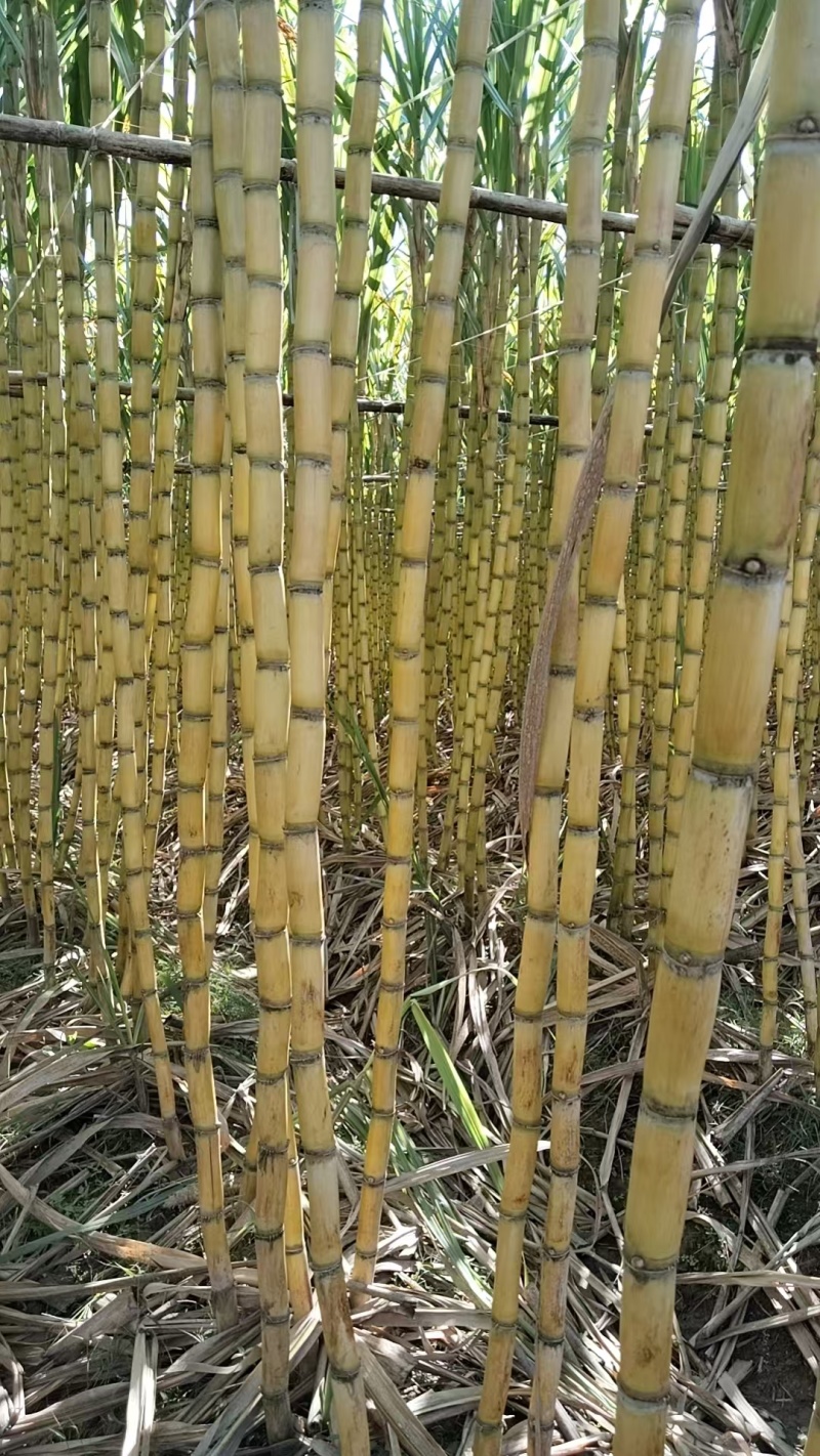 韶关黑皮黄皮甘蔗基地直销全国对接发货