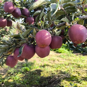 花牛苹果